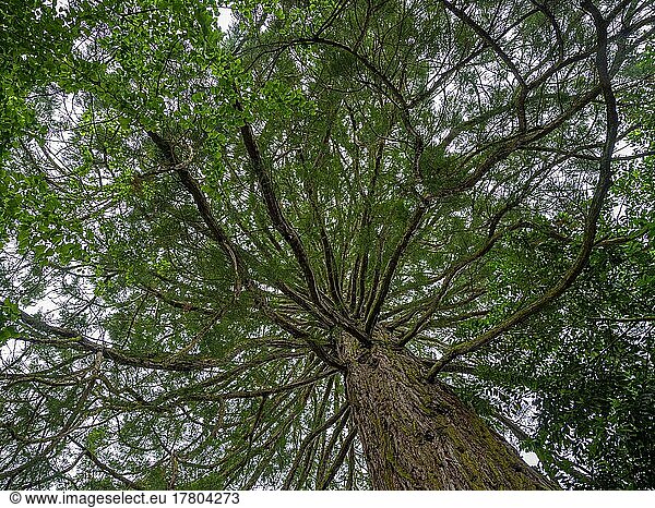 Bergmammutbaum (Sequoidandron giganteum)  Riesenmammutbaum  Arboretum  Insel Mainau  Konstanz  Baden-Württemberg  Deutschland  Europa