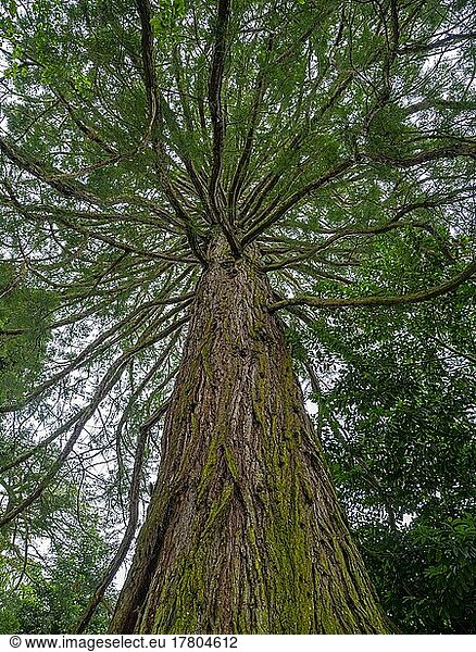 Bergmammutbaum (Sequoidandron giganteum)  Riesenmammutbaum  Arboretum  Insel Mainau  Konstanz  Baden-Württemberg  Deutschland  Europa