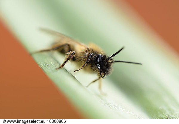 Bergmannsbiene  Andrena  auf Blatt