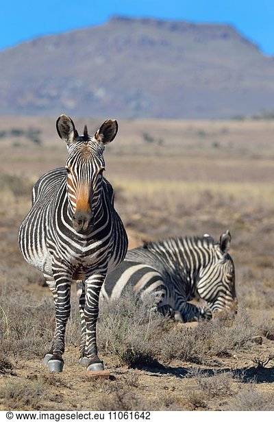 Bergzebras (Equus zebra zebra)  adult  in trockenem Gras  Mountain-Zebra-Nationalpark  Ostkap  Südafrika