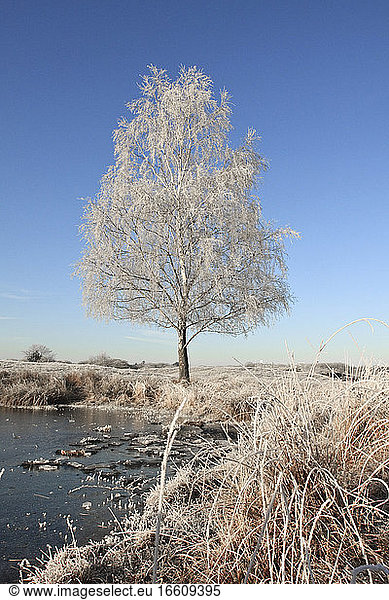 Berijpte boom op Blaricumse hei Nederland  Tree with hoar-frost Netherlands