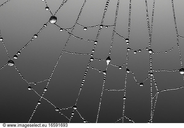 Berijpte spinnenweb,  Frosted spider web