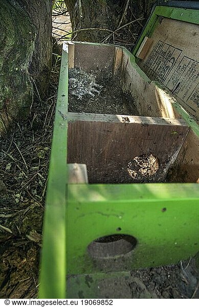 Beringte Eulenkinder  die nach der Beringung in den geöffneten Nistkasten für den Steinkauz (Athene noctua) zurückgesetzt wurden