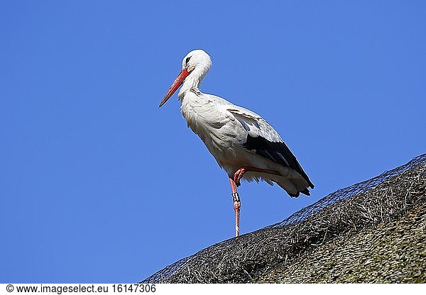 Beringter Weißstorch (Ciconia ciconia) Altvogel steht auf reetgedecktem Dach Schleswig-Holstein Deutschland Europa