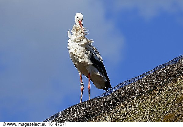 Beringter Weißstorch (Ciconia ciconia) Altvogel steht auf reetgedecktem Dach  Schleswig-Holstein  Deutschland  Europa