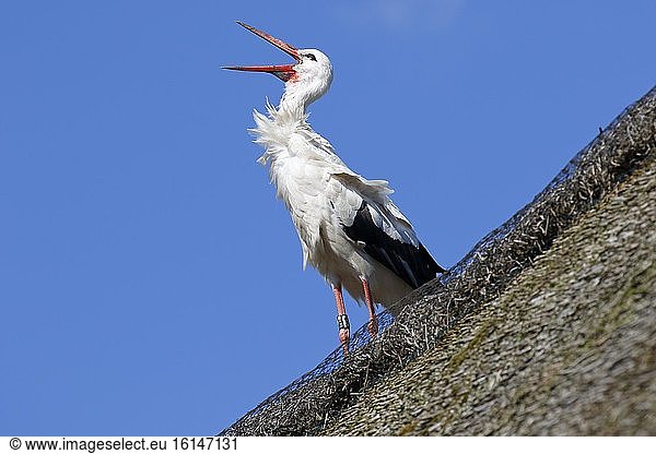 Beringter Weißstorch (Ciconia ciconia) Altvogel steht auf reetgedecktem Dach und klappert mit dem Schnabel  Schleswig-Holstein  Deutschland  Europa