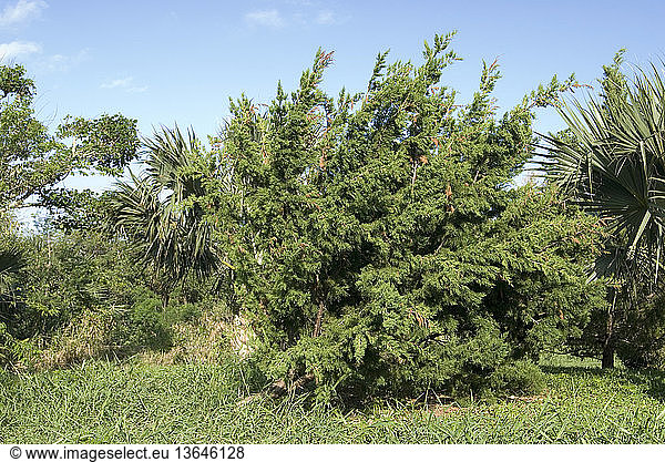 Bermuda Cedar (Juniperus bermudiana). This tree is native only to Bermuda. It was once the commonest large tree on the Islands and large numbers were felled for their timber. Then in the 1940s and '50s two species of introduced cedar scale insects wiped out 99% of the remaining trees. Efforts are now being made to propagate and replant blight-resistant specimens.
