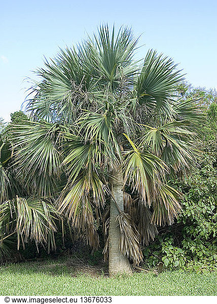 Bermuda Palmetto (Sabal bermudana)  endemic to the Bermuda Islands. After European colonization of Bermuda large numbers of this palm were destroyed for building materials as well as for its edible heart. Its numbers are now rapidly increasing due to nursery propagation for use in landscaping. The fruit of the palm is edible.