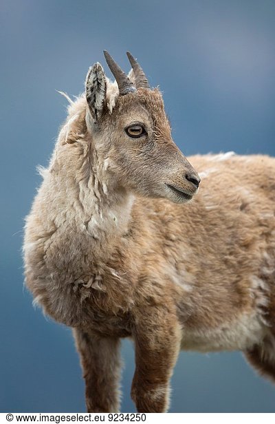 Berner Oberland Schweiz