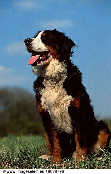 Berner Sennenhund  Bernese Mountain Dog (animals) (außen) (outdoor) (Wiese) (meadow) (hecheln) (panting) (sitzen) (sitting) (adult) (Säugetiere) (mammals) (Haustier) (Heimtier) (pet) (Haushund) (domestic dog)