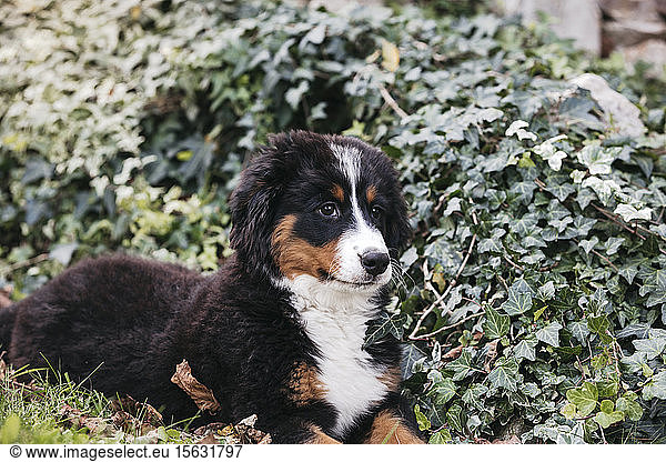 Bernese mountain dog in the garden