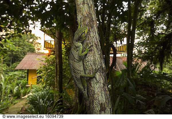 Berthold´s Bush Anole Polychrus gutturosus) on a trunk  Chocó colombiano  Ecuador