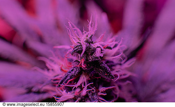 Best Cannabis Strains for Cancer-Related Symptoms