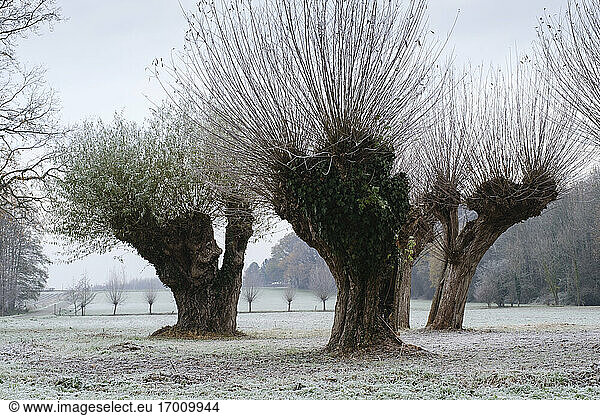 Bestäubte Weidenbäume im Winter