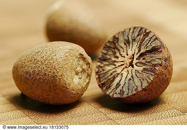 Betel nut (Areca catechu)   betel nut  arecanut