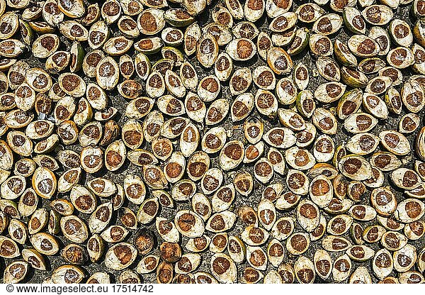 Betel Nut drying in the sun at Iboih  Pulau Weh Island  Aceh Province  Sumatra  Indonesia  Asia  background with copy space