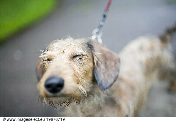 Betsy the wire-haired daschund