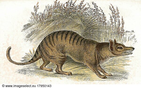 Beutelwolf  auch Tasmanischer Wolf  Beuteltiger oder Tasmanischer Tiger (Thylacinus cynocephalus) genannt  war das größte räuberisch lebende Beuteltier  das nach der Quartären Aussterbewelle auf dem australischen Kontinent lebte  digital restaurierte Reproduktion einer Originalvorlage aus dem 19. Jahrhundert
