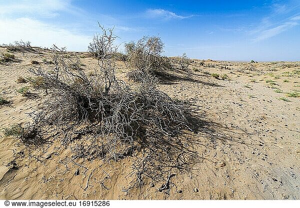 Bewässerte Pflanzen in der Wüste Maranjab im Bezirk Aran va bidgol im Iran.