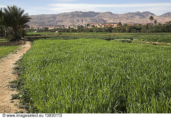 Bewässertes Ackerland  Tinerhir  Marokko  Nordafrika