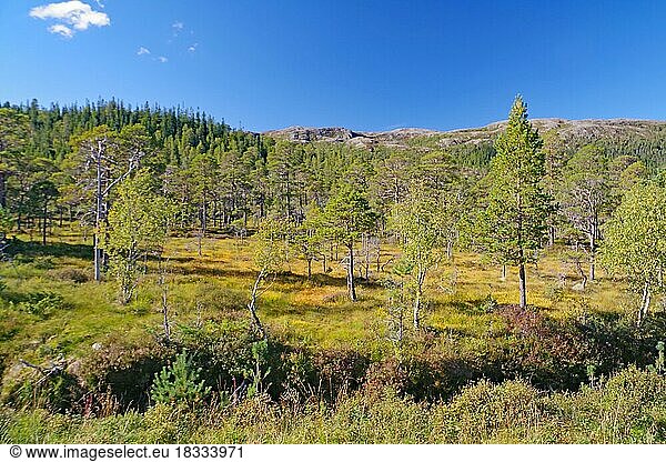Bewaldetes Moor  menschenleer  Kiefern  Kystriksveien  Helgeland  Nordland  Norwegen  Europa