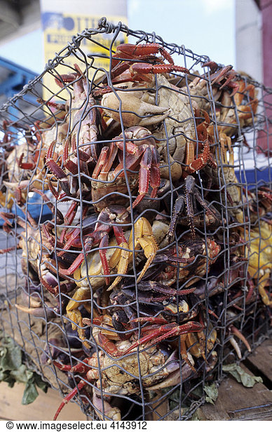 BHS  Bahamas  New Providence  Nassau: Fish market  big crabs.Independent state in the West Indies  member of Comonwealth of Nations.