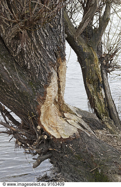Biberbiss an der Elbe bei Bleckede Niedersachsen Deutschland