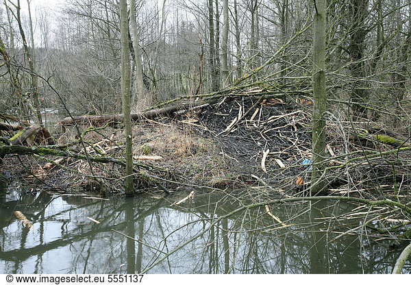 Biberburg in einem Teich Allgäu Bayern Deutschland Europa