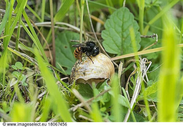 Bicoloured snail shell mason bee  Hildesheim  Lower Saxony (Osmia bicolor)  Germany  Europe