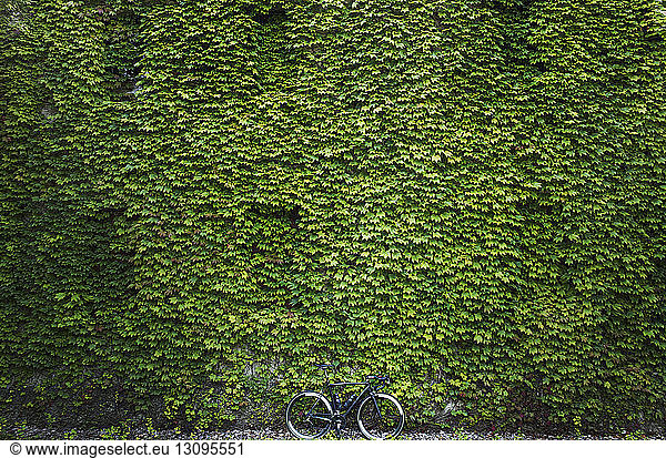 Bicycle parked against ivy covered building