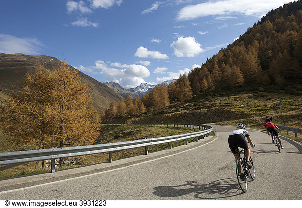 Bicycle racers at the Passo di Pennes road with autumnally colored larches  South Tyrol  Italy  Europe