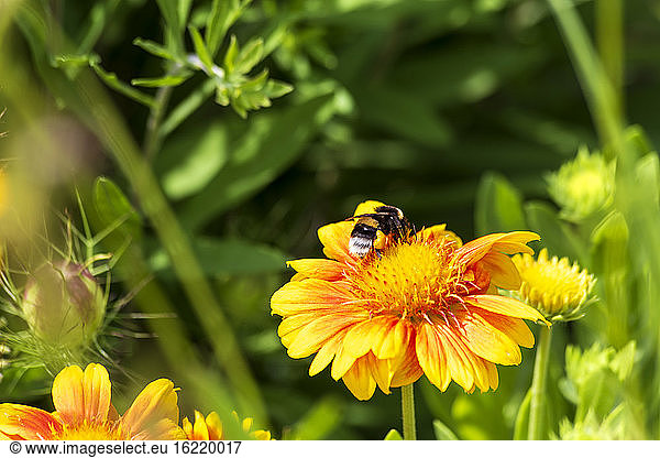 Biene beim Fressen einer gelb blühenden Wildblume