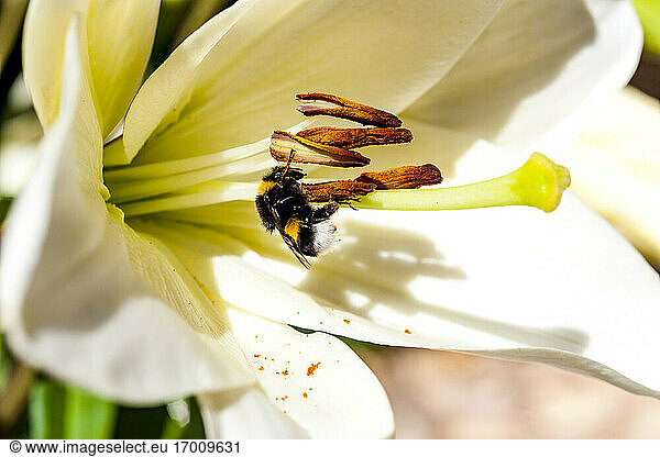 Biene beim Fressen von Pollen einer weiß blühenden Blume