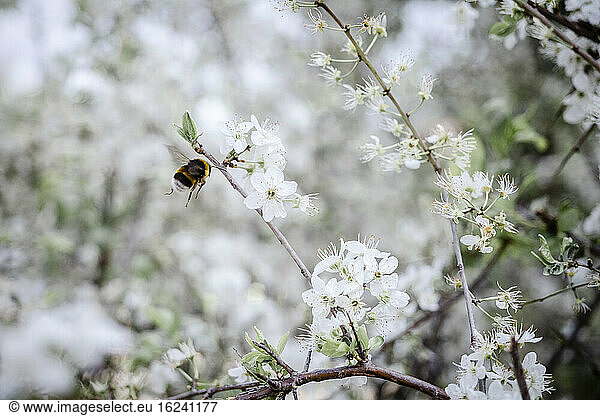 Biene über weißen Blüten