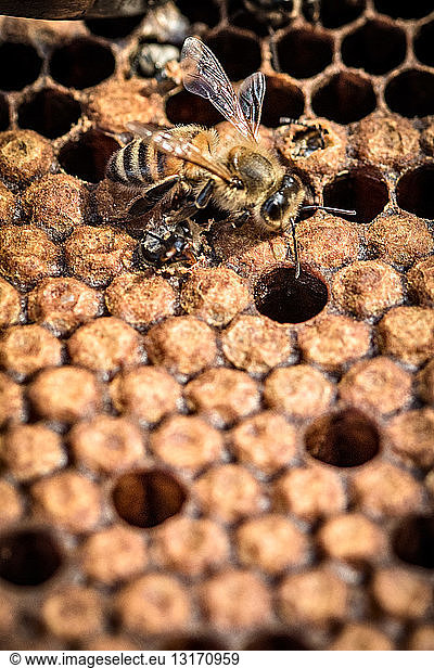 Biene in einer Wabe  die einer anderen Biene hilft  aus dem Kokon herauszukommen  Nahaufnahme