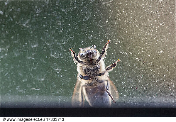 Biene krabbelt auf Fensterscheibe