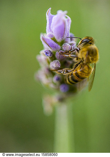 Biene landet auf Lavendelblume