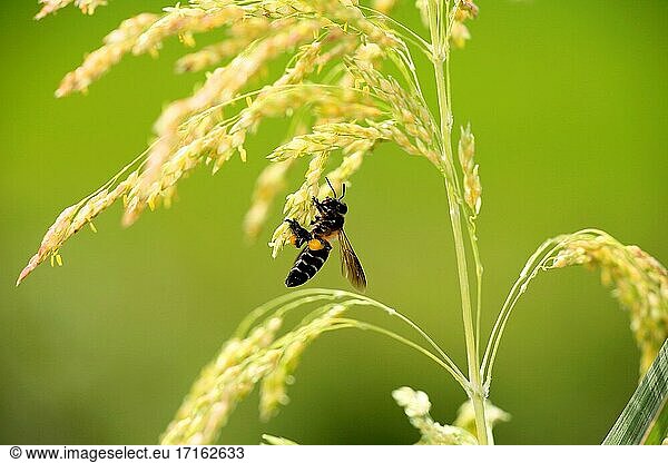Biene und Paddy  Borneo