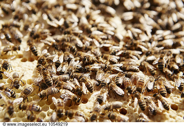 Bienen arbeiten an einer Wabe in einem Bienenstock.