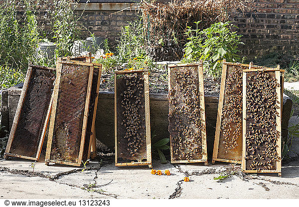 Bienen auf Holzrahmen gegen Pflanzen