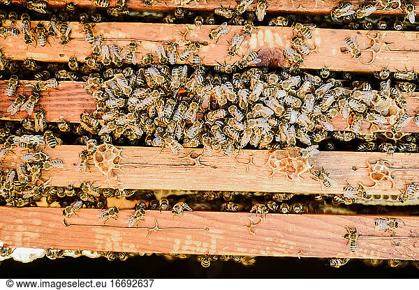 Bienen auf Holzrahmen im Freien