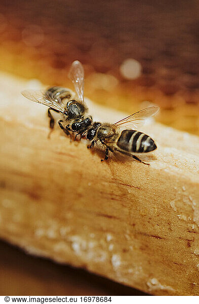 Bienen bei der Arbeit an einer Honigwabe