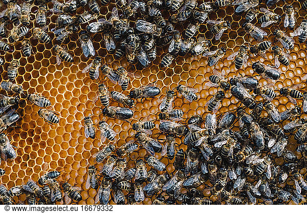 Bienen bei der Arbeit in einer Natur