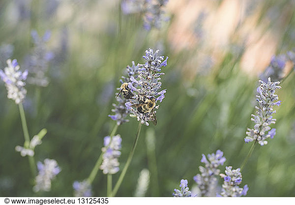 Bienen bestäuben Lavendel