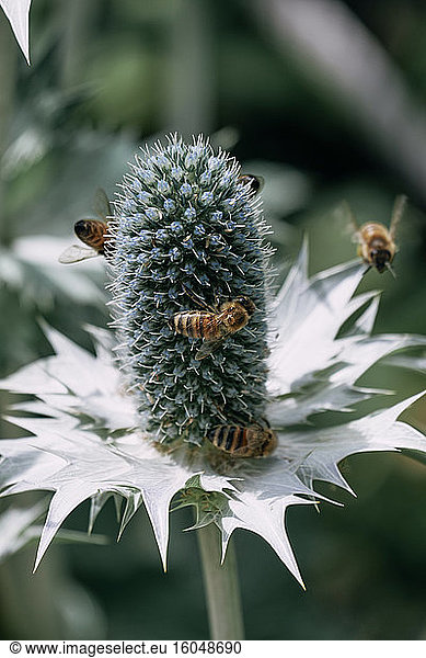 Bienen fliegen um Miss Willmotts Geisterpflanze (Eryngium giganteum)
