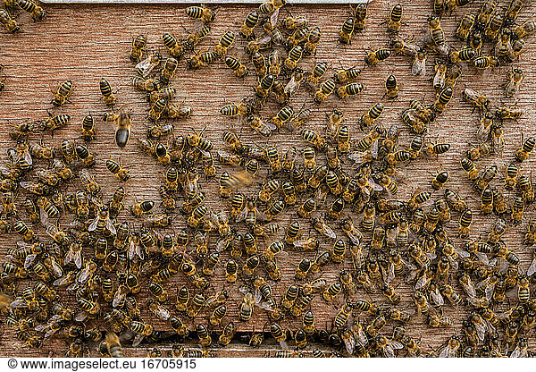 Bienen fliegen vor dem Eingang des Bienenstocks