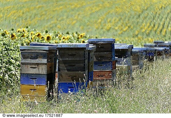 Bienenhäuser  alensole  Département Alpes-de-Haute-Provence  Provence-Alpes-Côte d'Azur  Frankreich  Europa