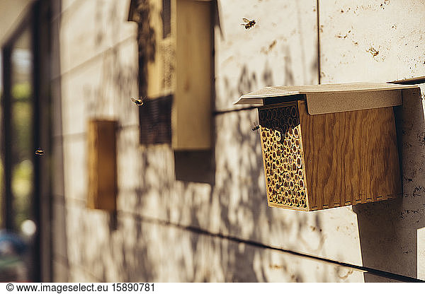 Bienenhotel wird von Bienen besucht