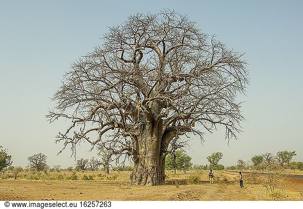 Bienenstöcke in einem Baobab-Baum in der Nähe von Djenne  einer Stadt in der Sahelzone in Zentralmali.