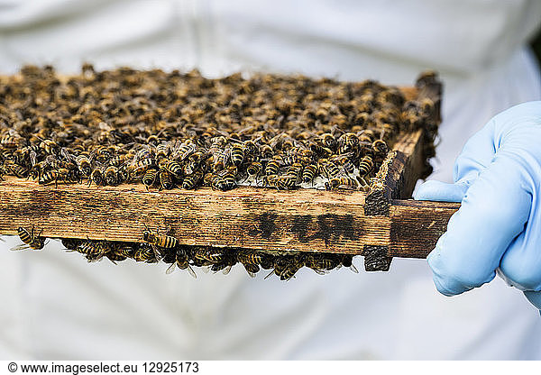 Bienenzüchter in Schutzanzug bei der Arbeit  bei der Inspektion von Holzbienenstöcken.